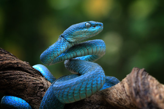 Dreaming About Snake? A Deep Dive into Dream Interpretation